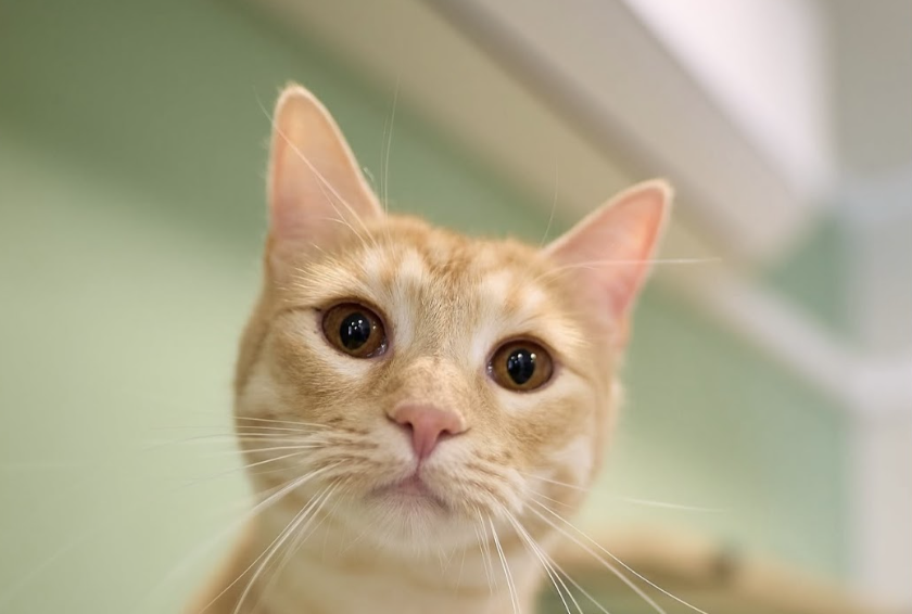 «Фінансова подушка» для котиків. У котопросторі «Mama Cat» запустили підписку на підтримку тварин